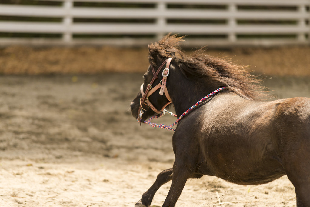Pony Training Part 1 Lunging and Basic Commands Equestriguide
