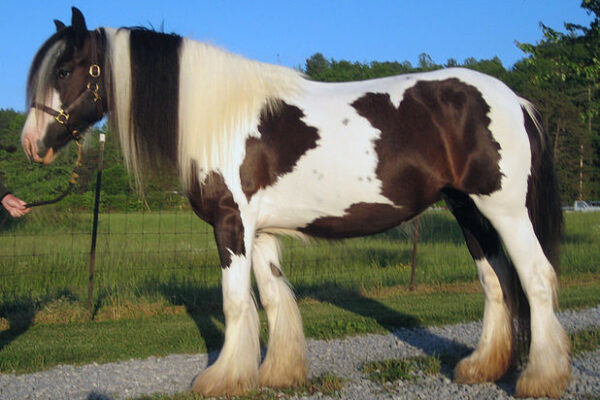 Gypsy horse