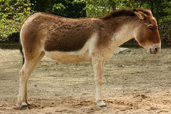 Equus Kiang