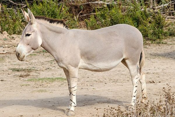 African Wild Ass