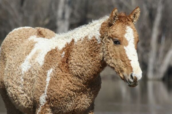 American Bashkir Curly Horse