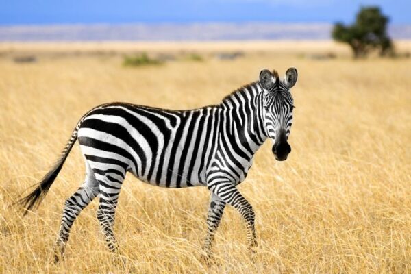 Plains Zebra