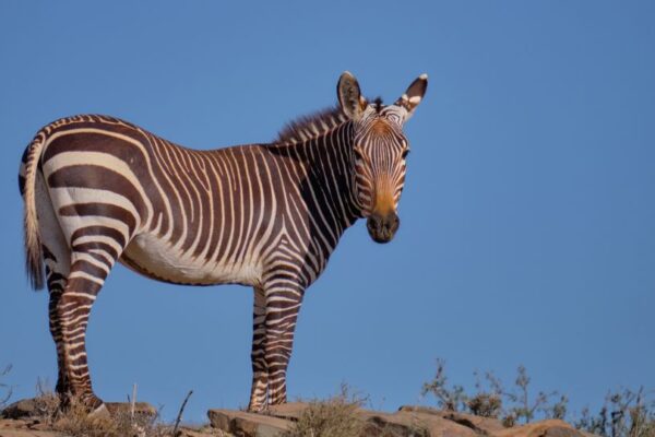 Mountain Zebra