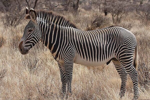 Grévy's Zebra